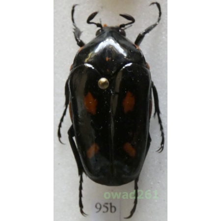 Cetonidae sp. Indonesia, Java95b